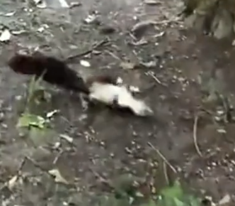 Part2 Animals Rescue #dogrescue #rescuedog #dogsofttiktok #foryoupage #foryou #dogs