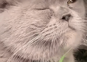 Part2 Animals Rescue #dogrescue #rescuedog #dogsofttiktok #foryoupage #foryou #dogs