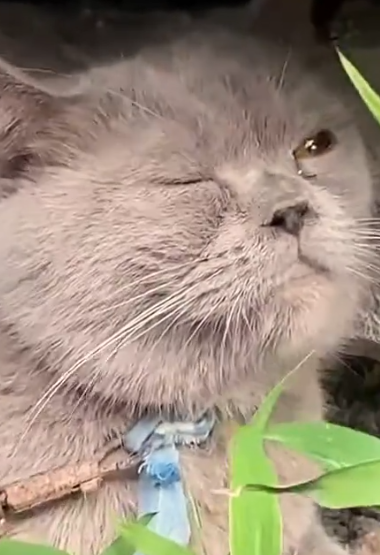 Part2 Animals Rescue #dogrescue #rescuedog #dogsofttiktok #foryoupage #foryou #dogs