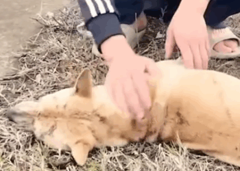 Part2 Animals Rescue #dogrescue #rescuedog #dogsofttiktok #foryoupage #foryou #dogs