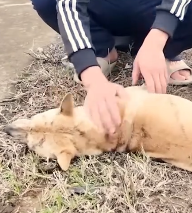 Part2 Animals Rescue #dogrescue #rescuedog #dogsofttiktok #foryoupage #foryou #dogs