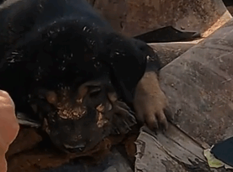 Part2 Animals Rescue #dogrescue #rescuedog #dogsofttiktok #foryoupage #foryou #dogs