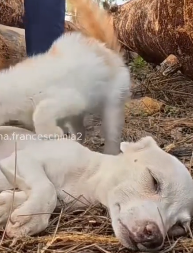 A little dog fainted from hunger in the park. Luckily, a woman nearby saw it and helped it_part2