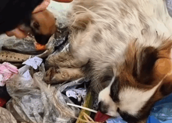 Part2 Animals Rescue #dogrescue #rescuedog #dogsofttiktok #foryoupage #foryou #dogs