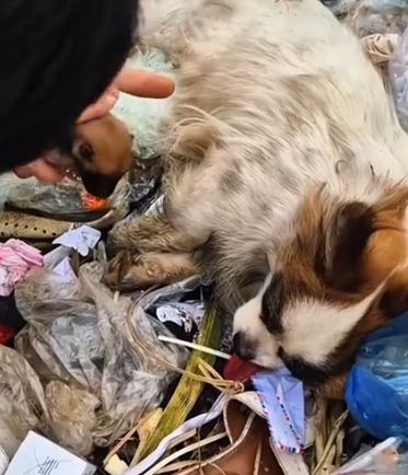 Part2 Animals Rescue #dogrescue #rescuedog #dogsofttiktok #foryoupage #foryou #dogs