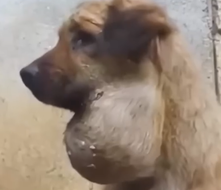 Part2 Animals Rescue #dogrescue #rescuedog #dogsofttiktok #foryoupage #foryou #dogs