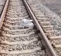 This rescue will break your heart… and heal it too_part2