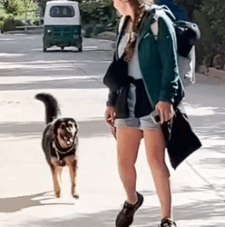 Part2 Animals Rescue #dogrescue #rescuedog #dogsofttiktok #foryoupage #foryou #dogs