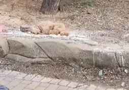 Part2 Animals Rescue #dogrescue #rescuedog #dogsofttiktok #foryoupage #foryou #dogs