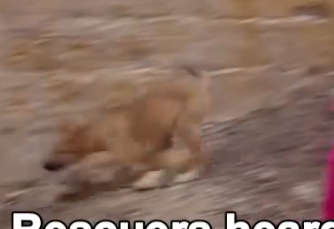 Part2 Animals Rescue #dogrescue #rescuedog #dogsofttiktok #foryoupage #foryou #dogs