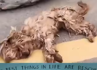 Part2 Animals Rescue #dogrescue #rescuedog #dogsofttiktok #foryoupage #foryou #dogs