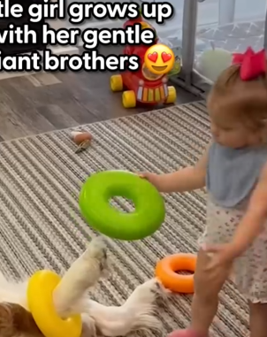 Part2 Animals Rescue #dogrescue #rescuedog #dogsofttiktok #foryoupage #foryou #dogs