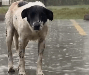 Part2 Animals Rescue #dogrescue #rescuedog #dogsofttiktok #foryoupage #foryou #dogs