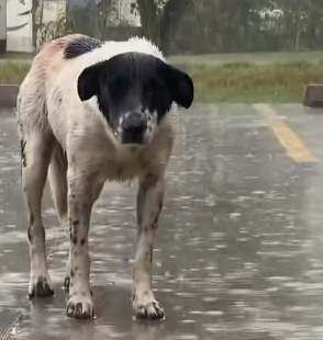 Part2 Animals Rescue #dogrescue #rescuedog #dogsofttiktok #foryoupage #foryou #dogs