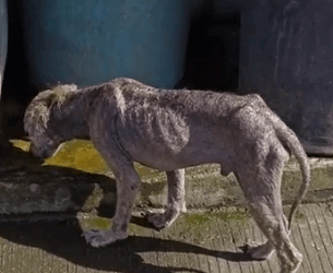 Part2 Animals Rescue #dogrescue #rescuedog #dogsofttiktok #foryoupage #foryou #dogs