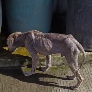 Part2 Animals Rescue #dogrescue #rescuedog #dogsofttiktok #foryoupage #foryou #dogs