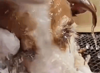 Part2 Animals Rescue #dogrescue #rescuedog #dogsofttiktok #foryoupage #foryou #dogs