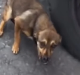 Part2 Animals Rescue #dogrescue #rescuedog #dogsofttiktok #foryoupage #foryou #dogs