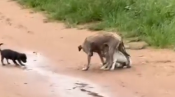 Part2 Animals Rescue #dogrescue #rescuedog #dogsofttiktok #foryoupage #foryou #dogs