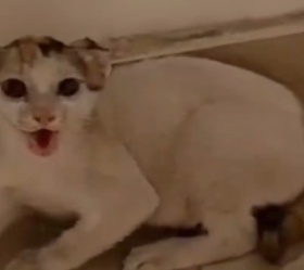 Part2 Animals Rescue #dogrescue #rescuedog #dogsofttiktok #foryoupage #foryou #dogs