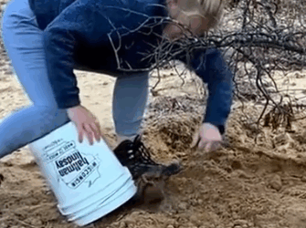 Part2 Animals Rescue #dogrescue #rescuedog #dogsofttiktok #foryoupage #foryou #dogs