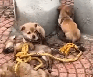 Part2 Animals Rescue #dogrescue #rescuedog #dogsofttiktok #foryoupage #foryou #dogs