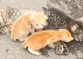 Part2 Animals Rescue #dogrescue #rescuedog #dogsofttiktok #foryoupage #foryou #dogs