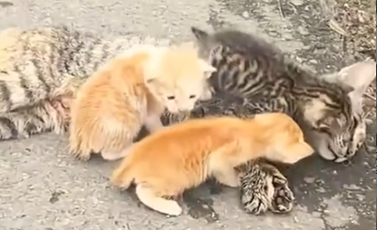 Part2 Animals Rescue #dogrescue #rescuedog #dogsofttiktok #foryoupage #foryou #dogs