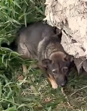 Part2 Animals Rescue #dogrescue #rescuedog #dogsofttiktok #foryoupage #foryou #dogs