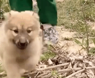 Part2 Animals Rescue #dogrescue #rescuedog #dogsofttiktok #foryoupage #foryou #dogs