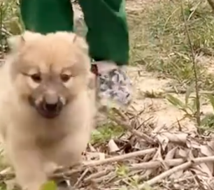 Part2 Animals Rescue #dogrescue #rescuedog #dogsofttiktok #foryoupage #foryou #dogs