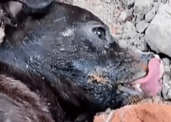 Part2 Animals Rescue #dogrescue #rescuedog #dogsofttiktok #foryoupage #foryou #dogs