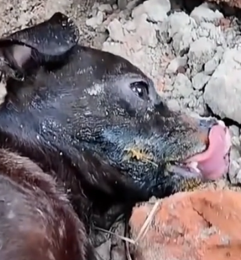 Part2 Animals Rescue #dogrescue #rescuedog #dogsofttiktok #foryoupage #foryou #dogs