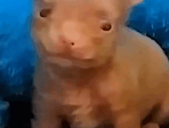 Tiny Newborn Puppy Becomes A Wild Man_part2