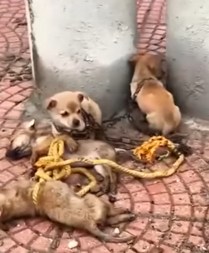 Part2 Animals Rescue #dogrescue #rescuedog #dogsofttiktok #foryoupage #foryou #dogs