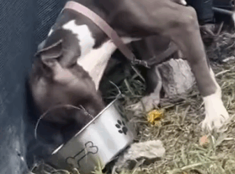 Part2 Animals Rescue #dogrescue #rescuedog #dogsofttiktok #foryoupage #foryou #dogs