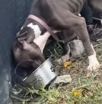 Part2 Animals Rescue #dogrescue #rescuedog #dogsofttiktok #foryoupage #foryou #dogs