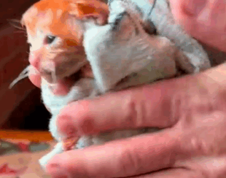 Part2 Animals Rescue #dogrescue #rescuedog #dogsofttiktok #foryoupage #foryou #dogs