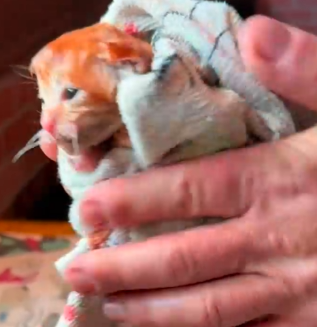 Part2 Animals Rescue #dogrescue #rescuedog #dogsofttiktok #foryoupage #foryou #dogs