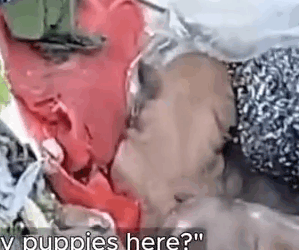 Part2 Animals Rescue #dogrescue #rescuedog #dogsofttiktok #foryoupage #foryou #dogs