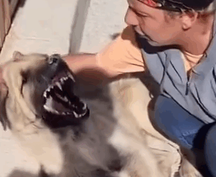 Part2 Animals Rescue #dogrescue #rescuedog #dogsofttiktok #foryoupage #foryou #dogs