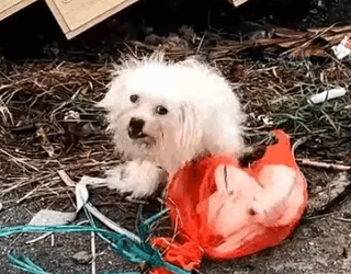 Part2 Animals Rescue #dogrescue #rescuedog #dogsofttiktok #foryoupage #foryou #dogs