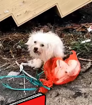 Part2 Animals Rescue #dogrescue #rescuedog #dogsofttiktok #foryoupage #foryou #dogs