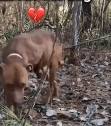 Part2 Animals Rescue #dogrescue #rescuedog #dogsofttiktok #foryoupage #foryou #dogs