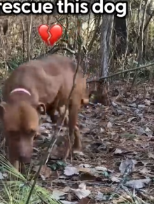 Part2 Animals Rescue #dogrescue #rescuedog #dogsofttiktok #foryoupage #foryou #dogs