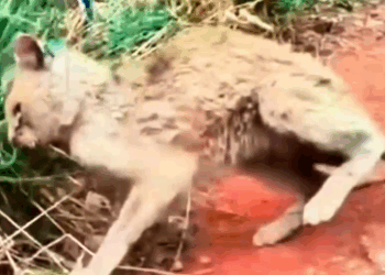 Part2 Animals Rescue #dogrescue #rescuedog #dogsofttiktok #foryoupage #foryou #dogs