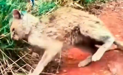 Part2 Animals Rescue #dogrescue #rescuedog #dogsofttiktok #foryoupage #foryou #dogs