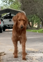 Part2 Animals Rescue #dogrescue #rescuedog #dogsofttiktok #foryoupage #foryou #dogs