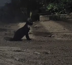 Part2 Animals Rescue #dogrescue #rescuedog #dogsofttiktok #foryoupage #foryou #dogs