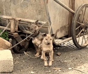 Part2 Animals Rescue #dogrescue #rescuedog #dogsofttiktok #foryoupage #foryou #dogs